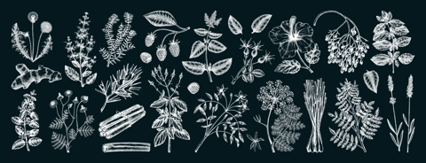 Hand drawn tea ingredients collection on chalkboard. Botanical illustration of fruits, flowers, leaves, and herbs for recipe, menu, label, icon, packaging. Herbal tea ingredients set